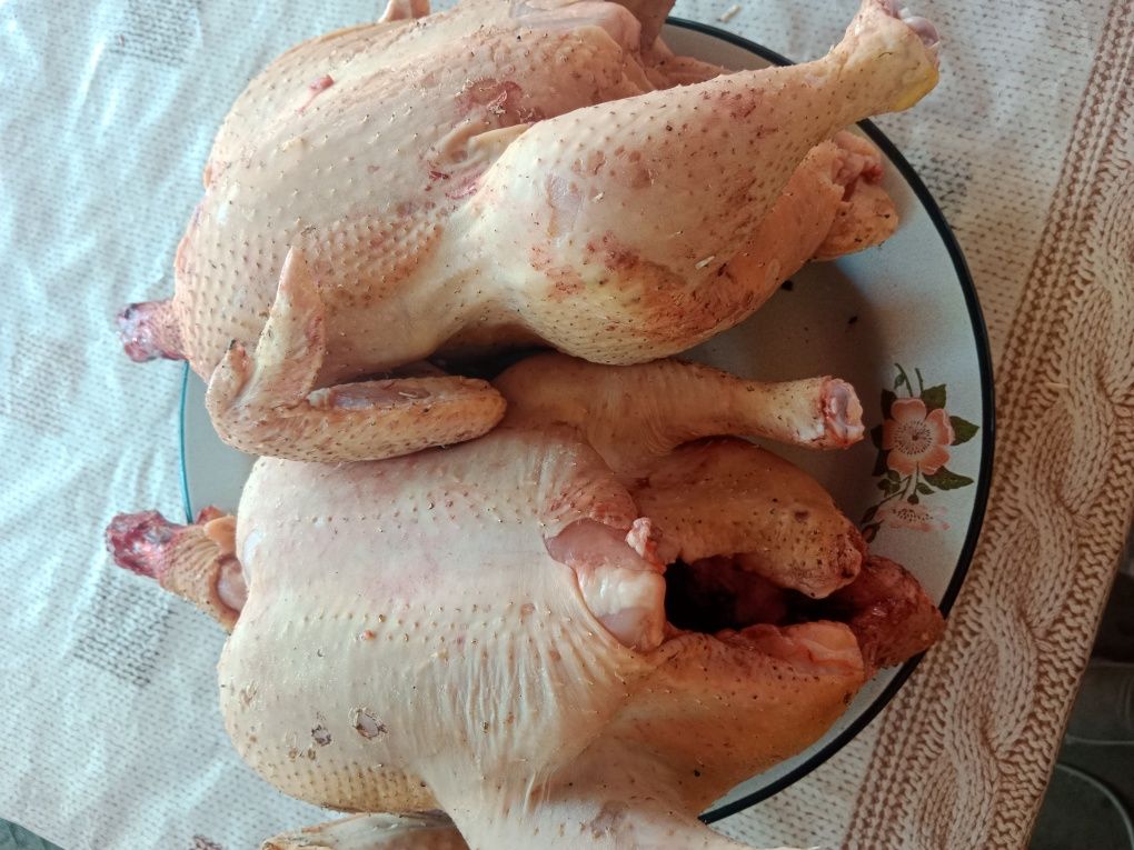 Продам домашних кур 2200