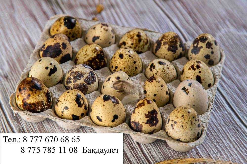 Бөдене жұмыртқасы Яицо перепелки 30 тг