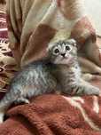 Котенок веслоухи  2 месяца