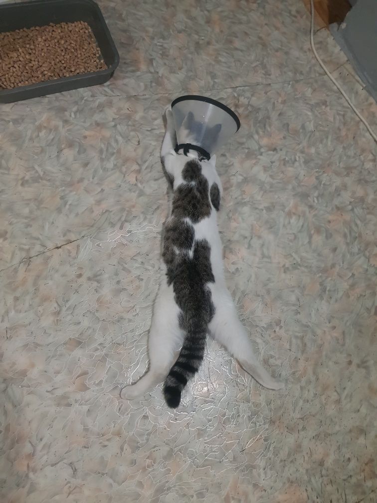 Котик ищет дом кастрирован