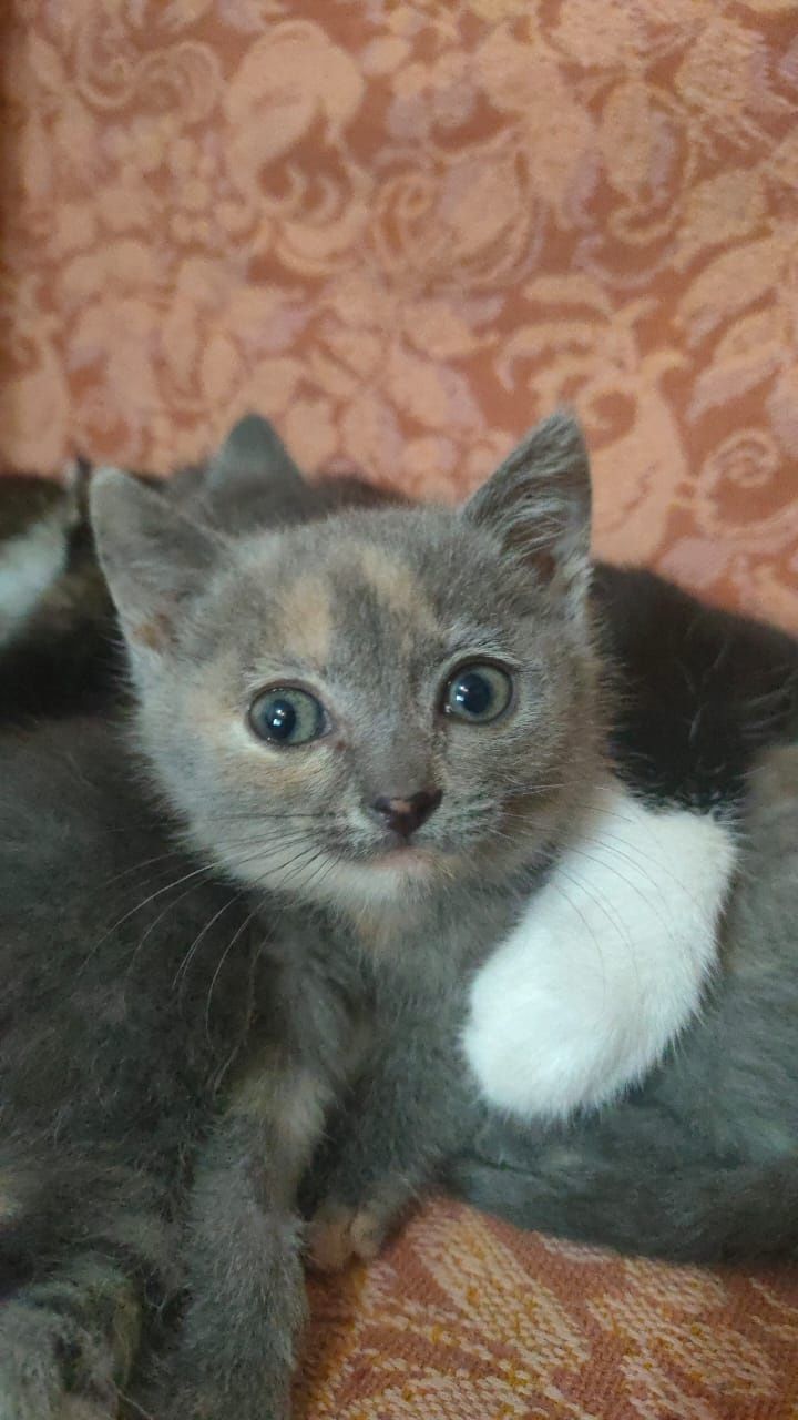 Домашние котятки ищут дом и добрые руки