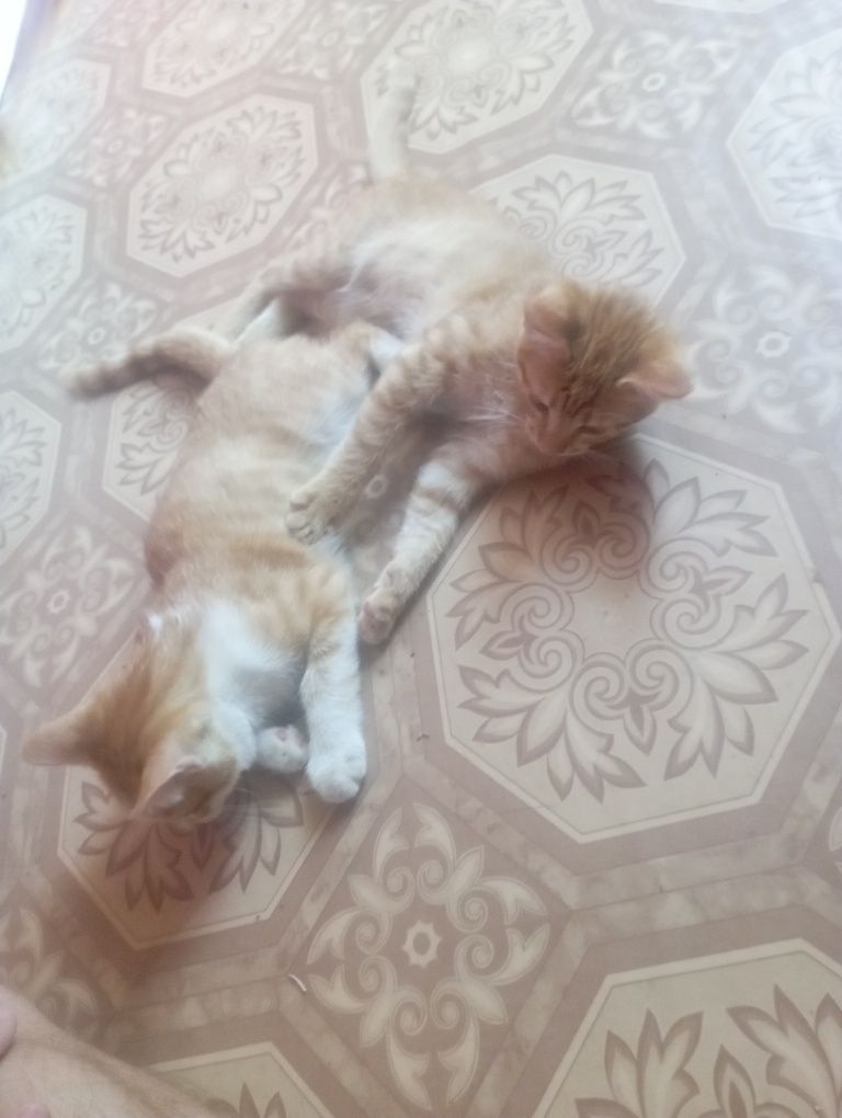 Котята рыже белые