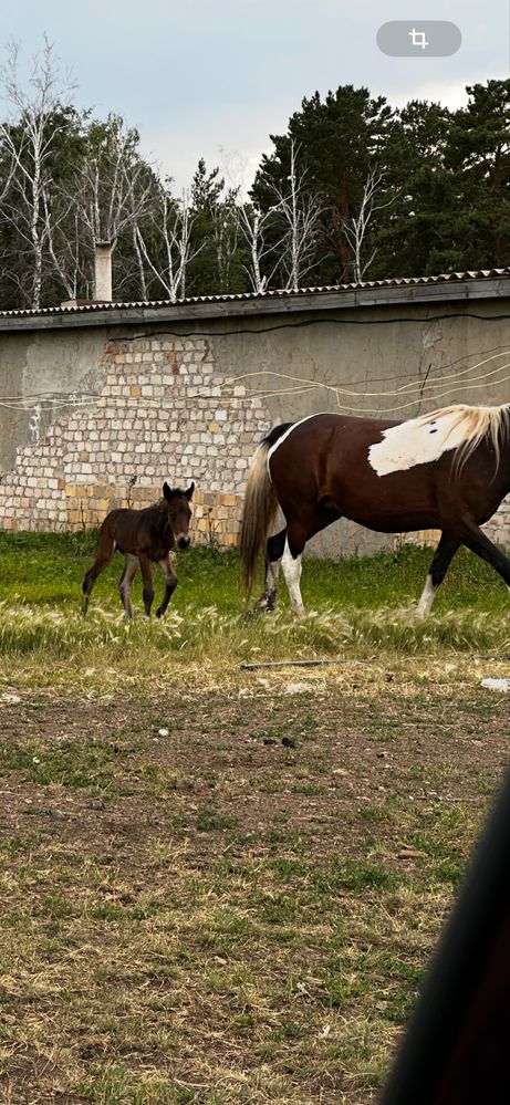 Продам кобылу с жеребенком