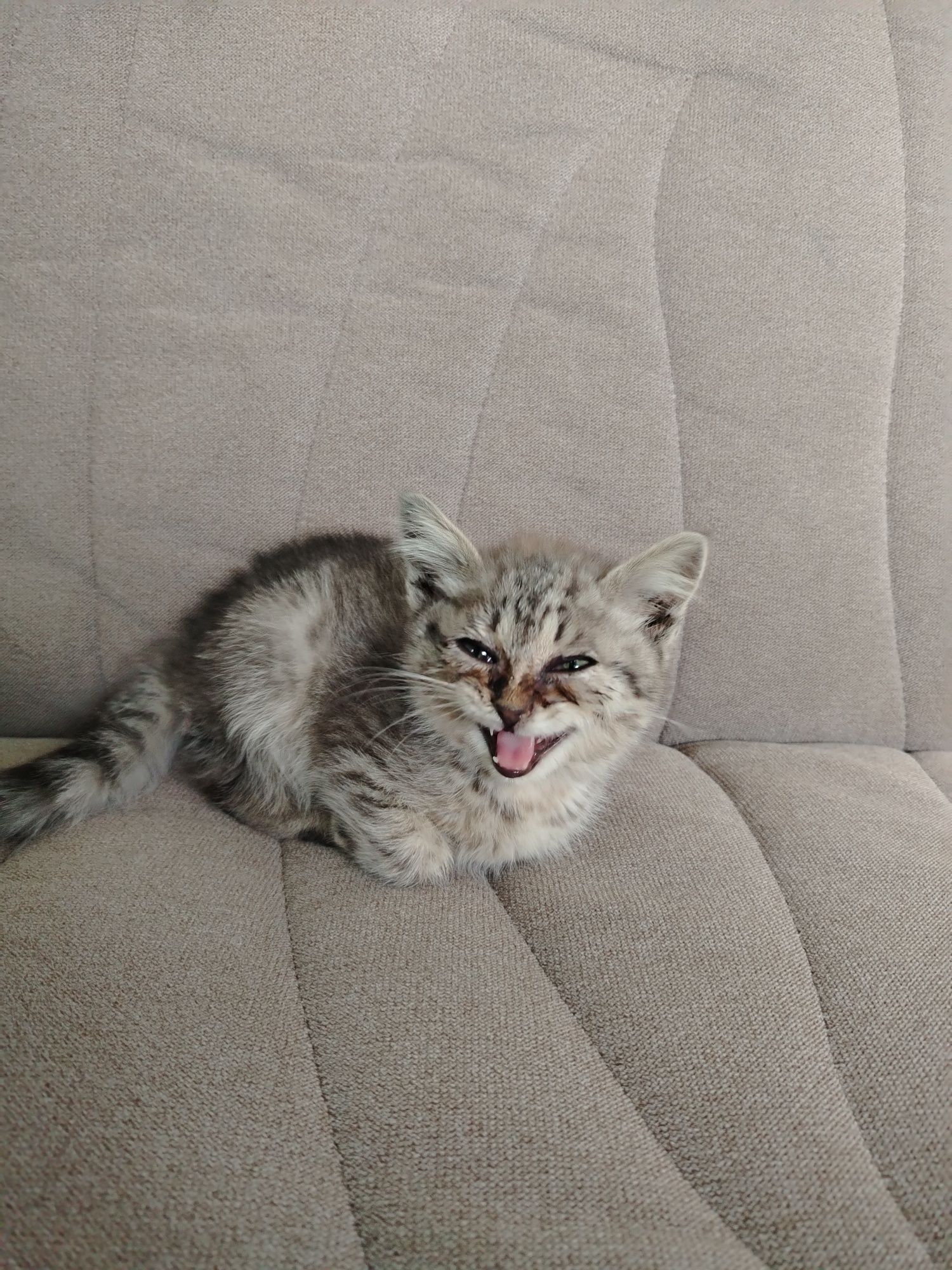 Отдам котёнка в хорошие руки