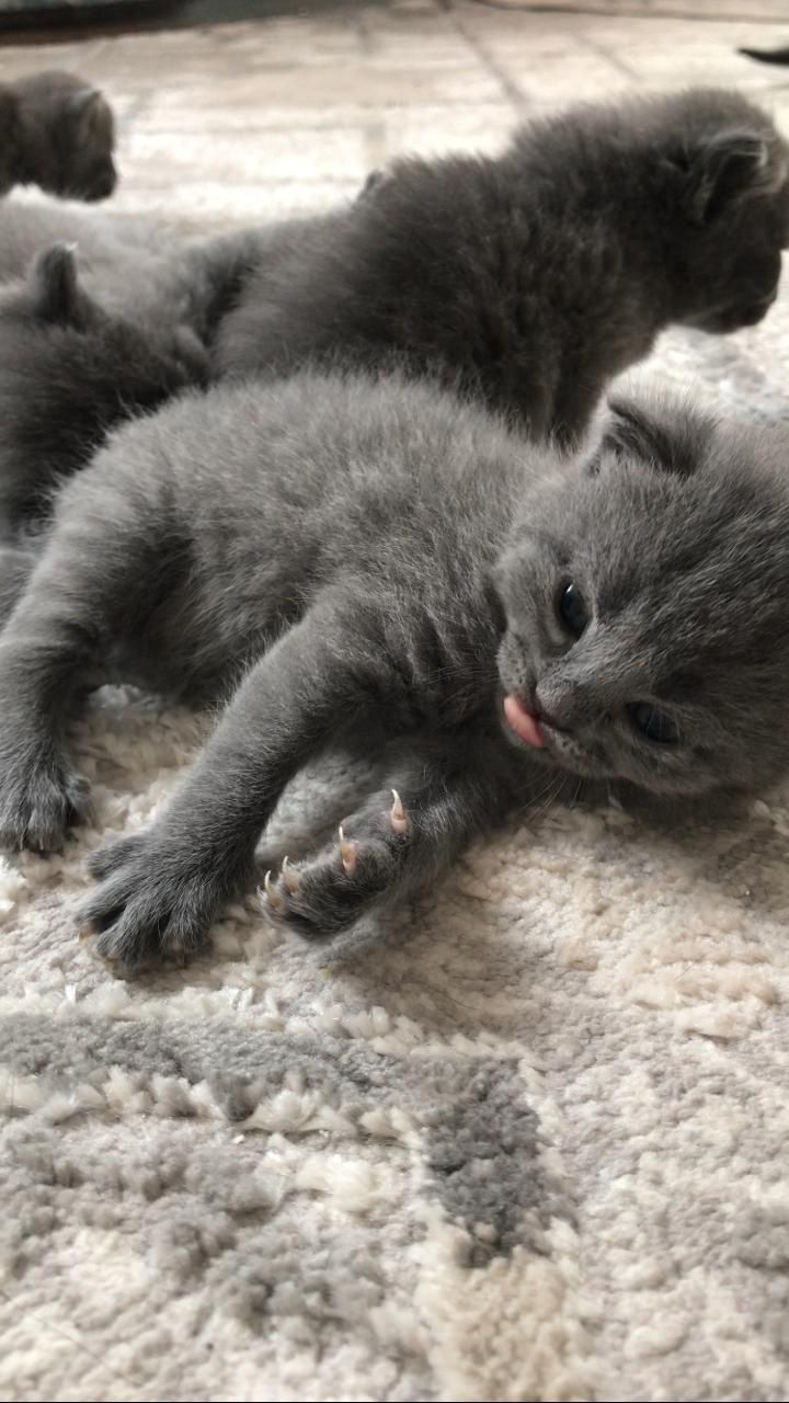 Британский котёнок