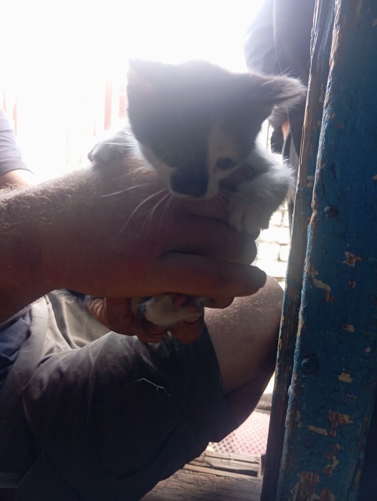 Отдам котят срочно