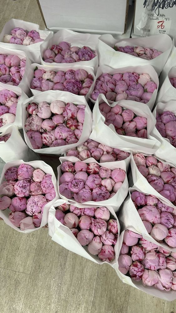 Пионы розы голландские оптом и в розницу
