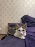 Отдам котят в хорошие руки!