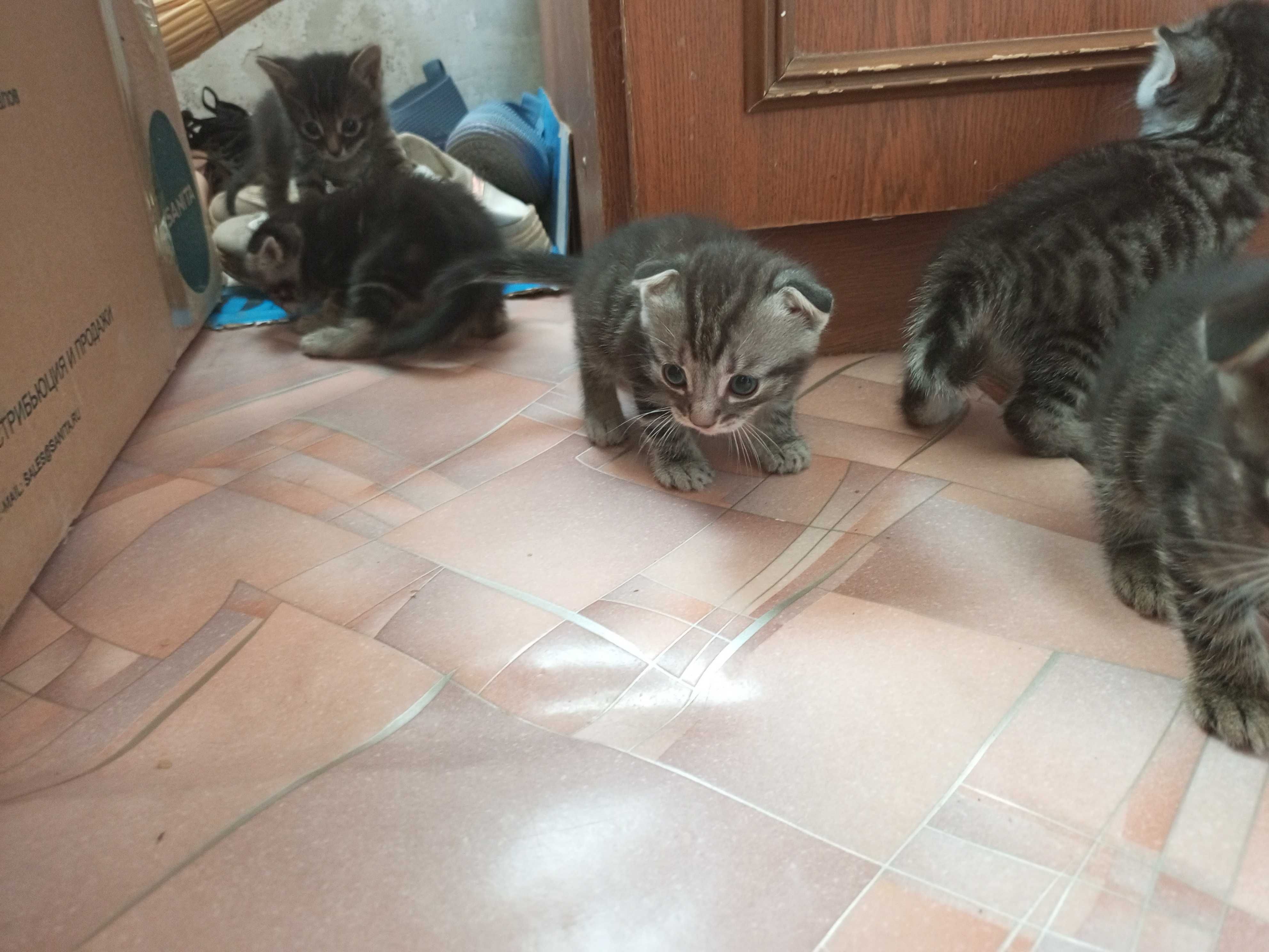 Вислоухие котята