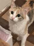 Срочно Кошка ищет дом !