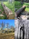 Спилить деревья, обрезать ветки, кронирование