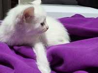Отдам милейших котят.