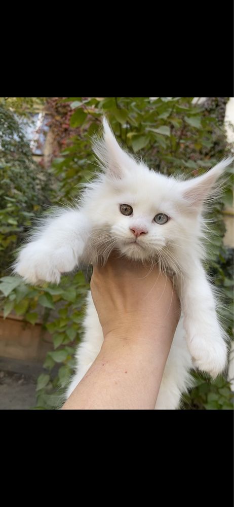 Мейн кун бедоснежные котята