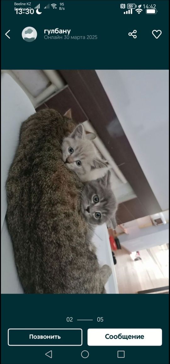 Котята месяц, все мальчики, сама привезу
