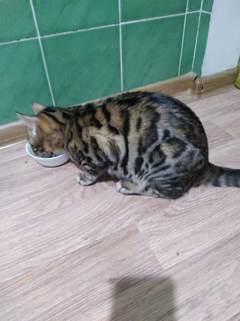 Бенгальские котята