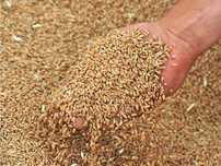 Продам зерно в наличии сухой