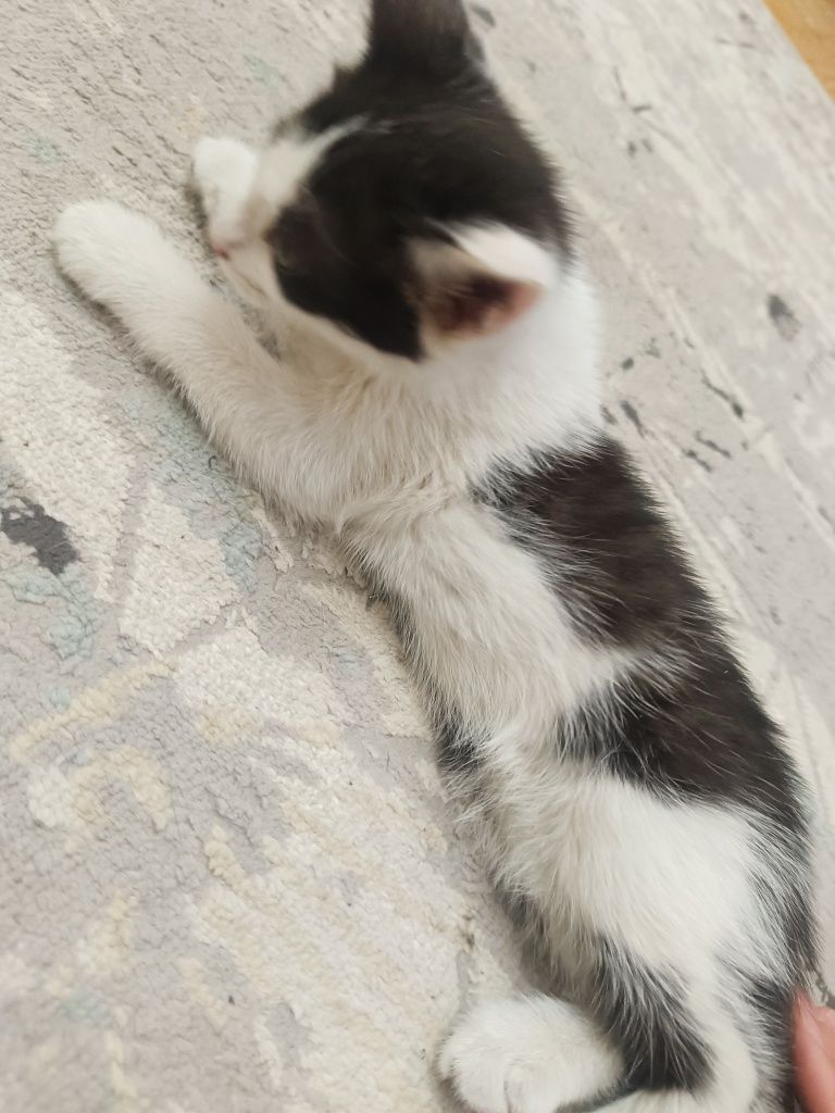 Домашние котята, мыргаулар