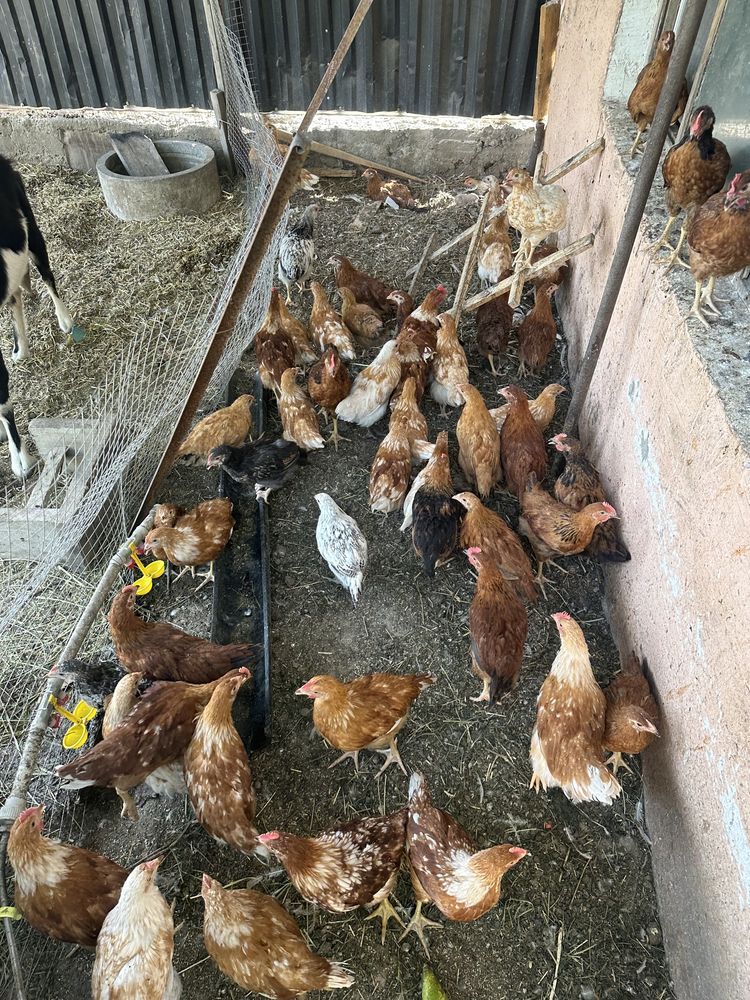 Продам цыплят. 3,5 месяца