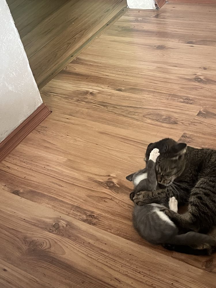 Отдам в добрые руки котенка