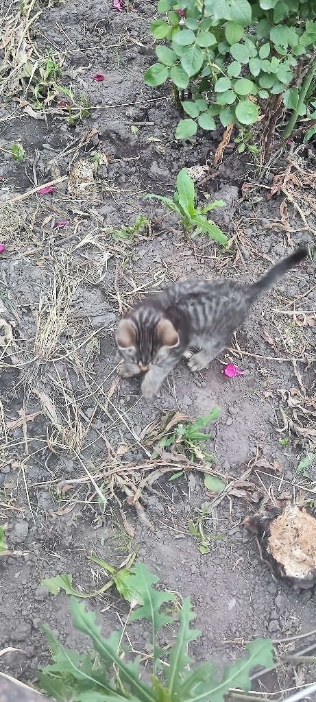 Отдам кошачьих детей