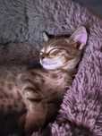 Котёнок шотландский прямоухий