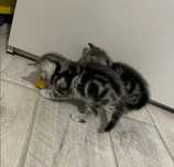 Котята породистые