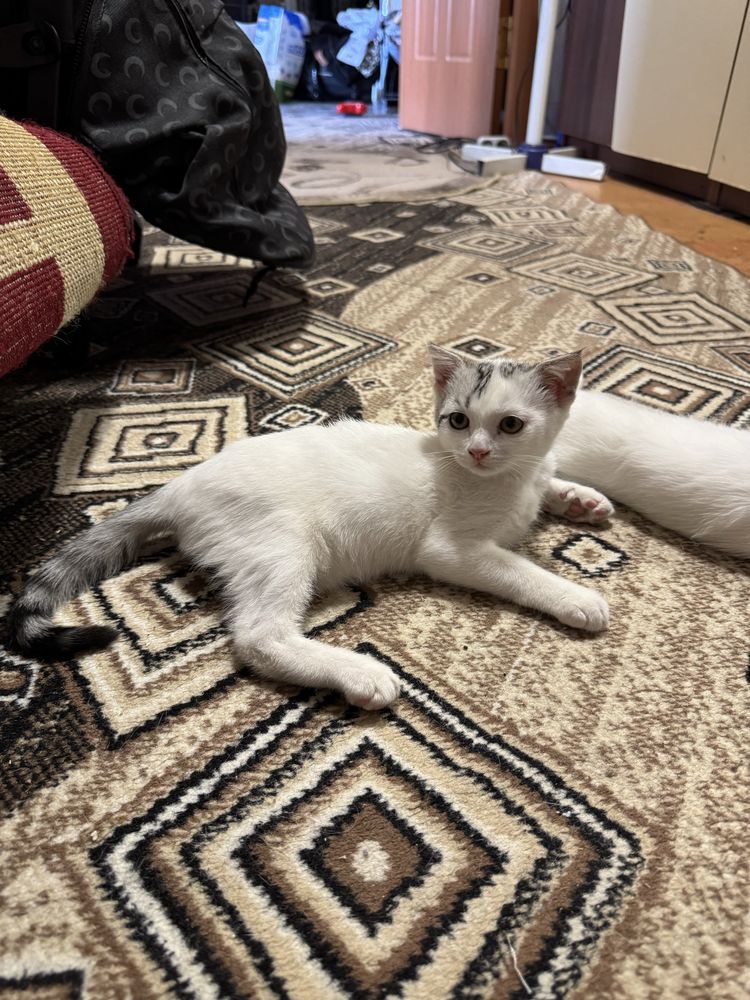 Котята шотландцы в добрые руки