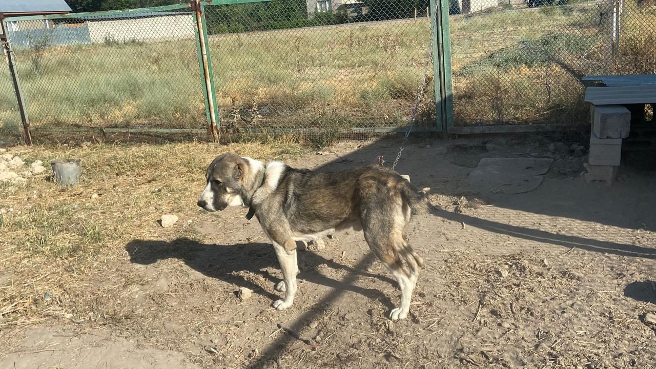 Продаётся алабай полтора года