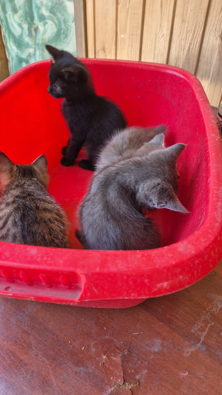 котята в добрые руки