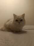 Кошка породистая