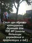 Спил деревьев,  комписационная посадка деревьев, лесопотология,