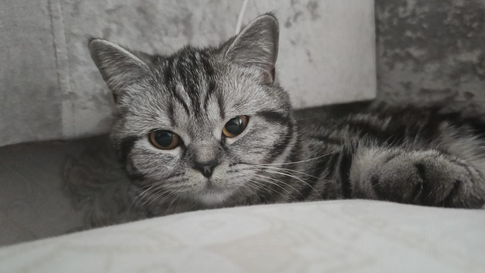 Ждет кота для вязки