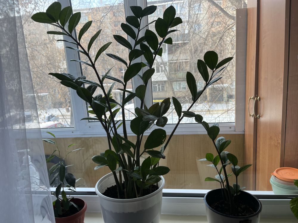 Продам Долларовое дерево