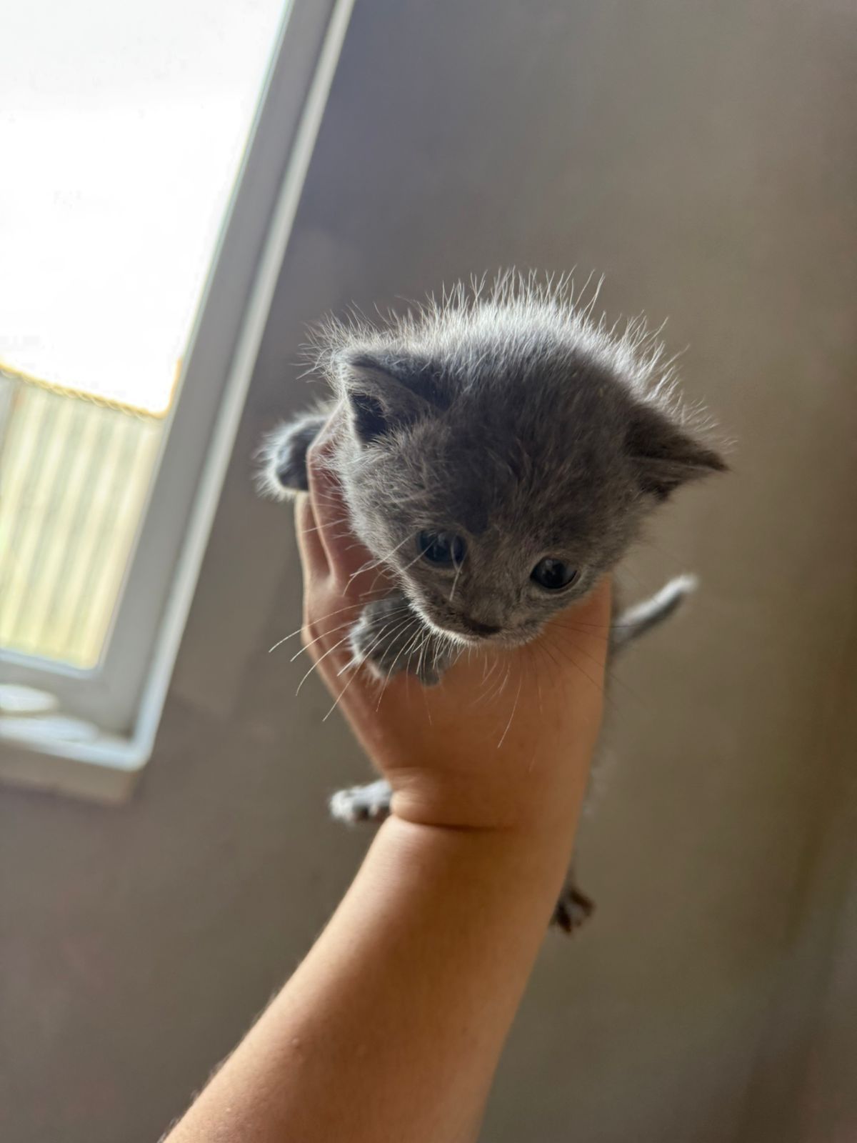 Отдам котят девочек