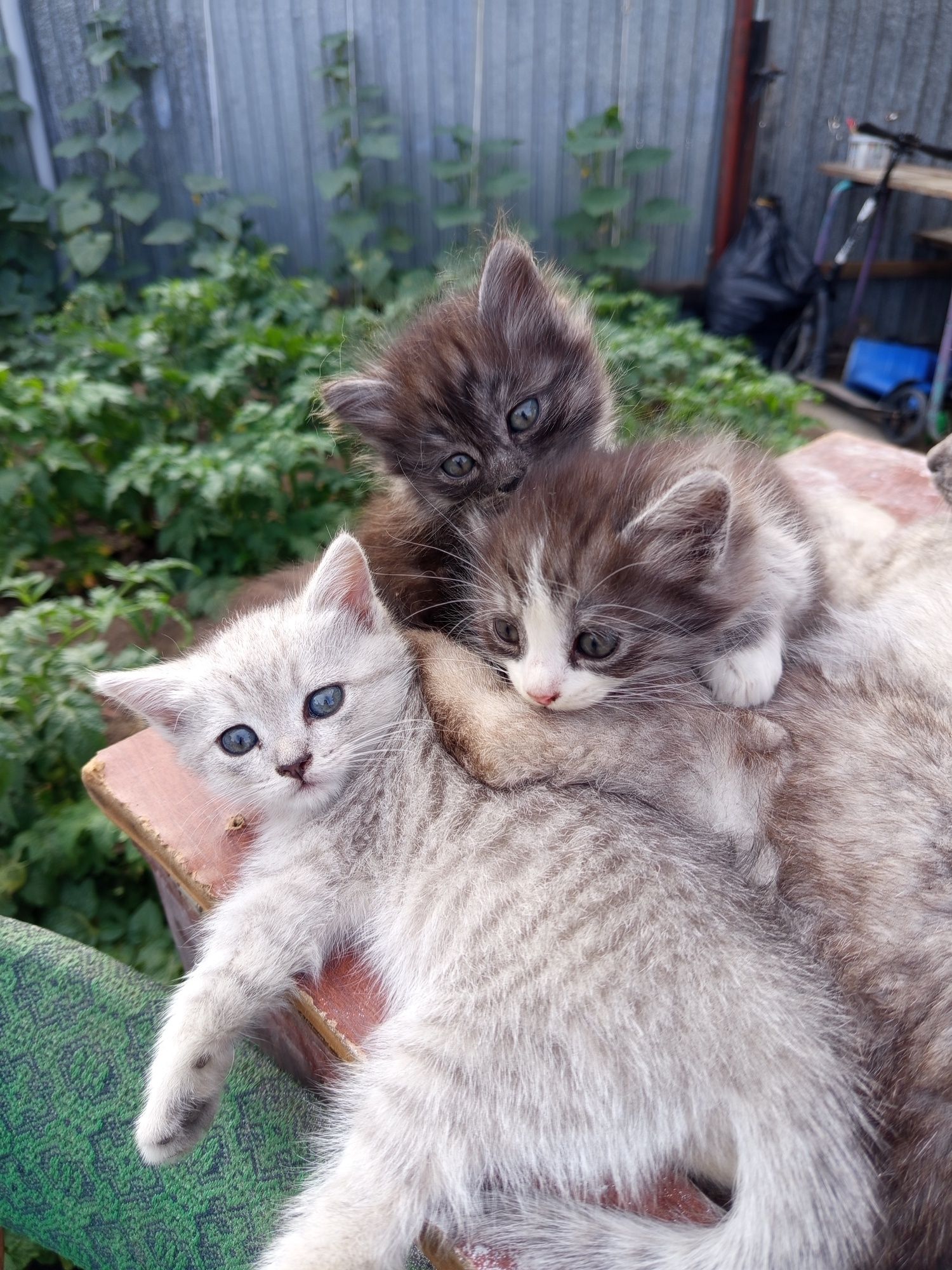 Котята в добрые руки