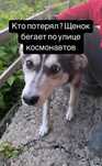 Нашлась собака хаски в рабочем поселке