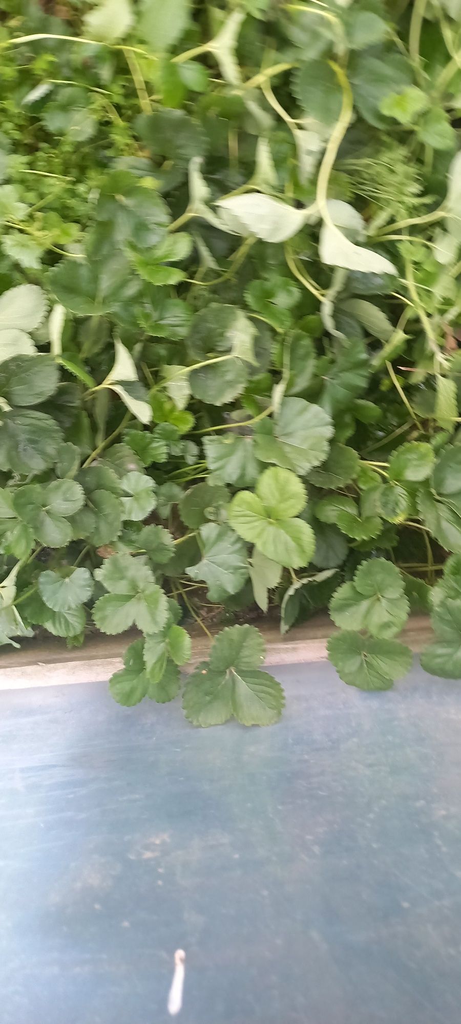 Продам рассаду клубники альбион