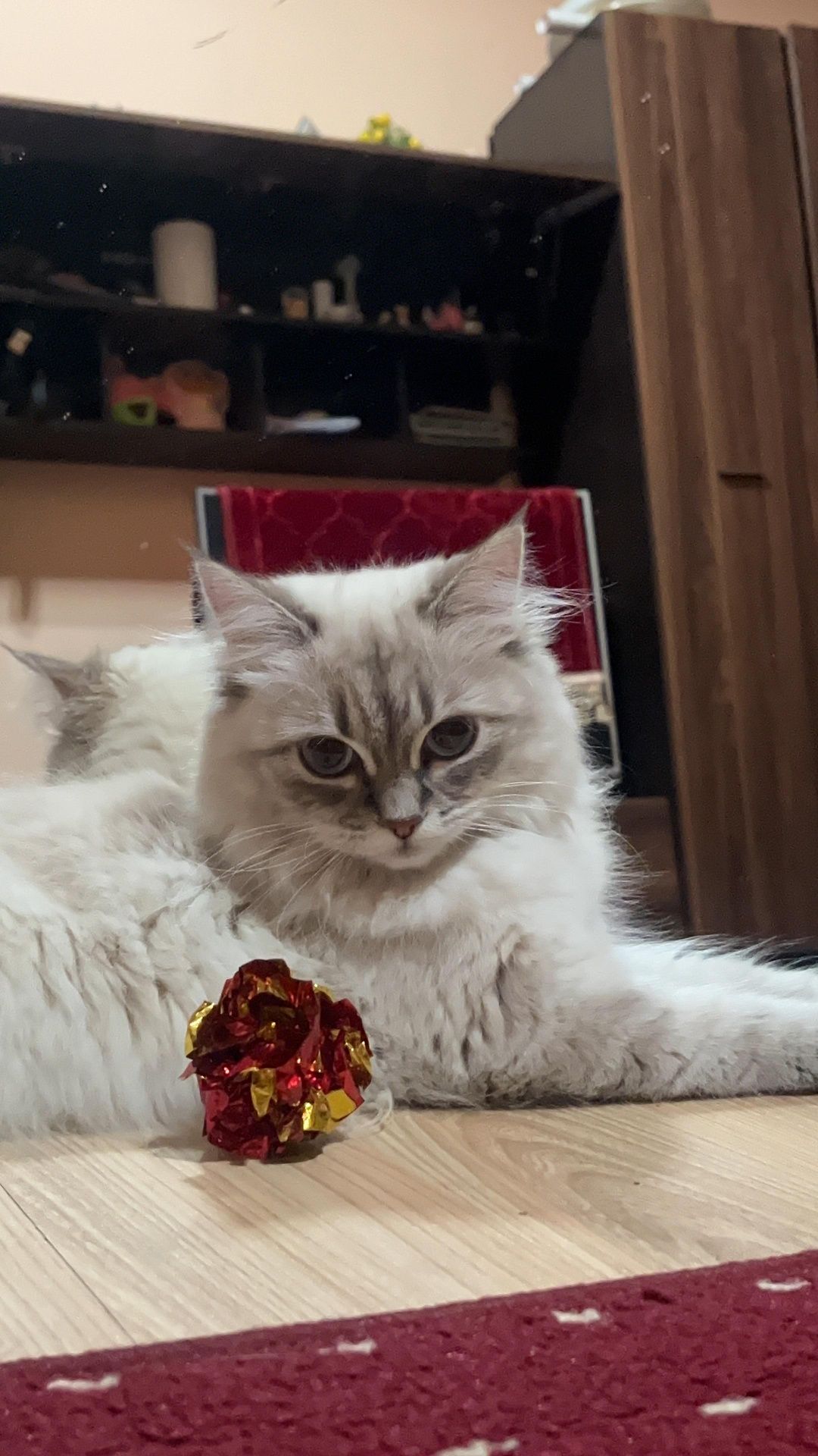 Продам породистую кошку, цена 10к