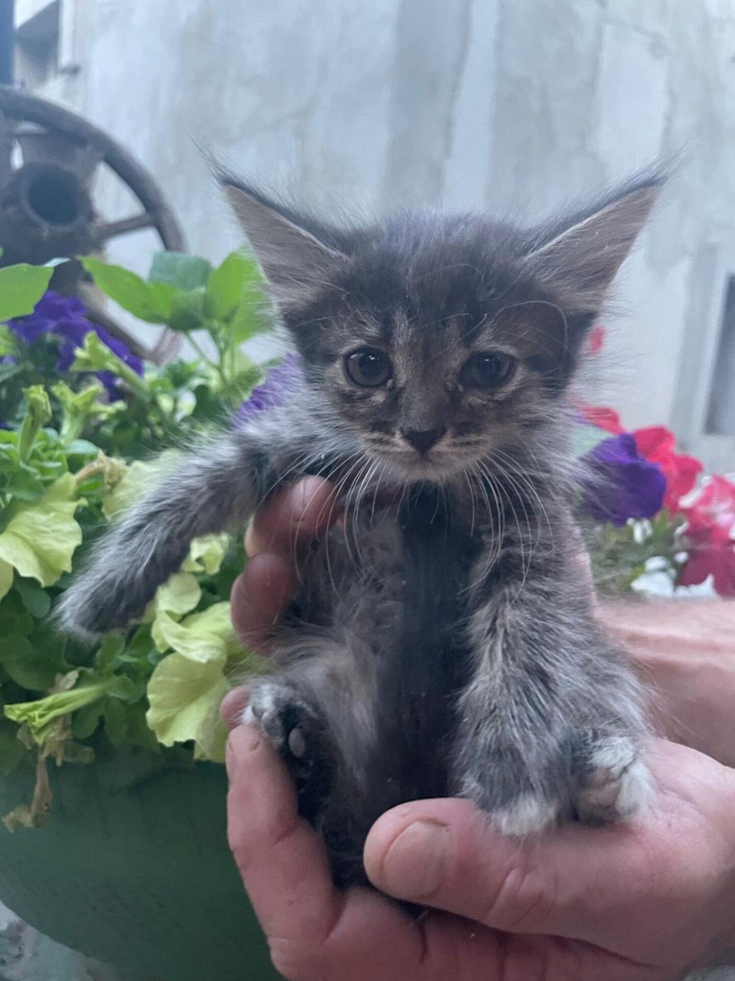 Отдам котят в хорошие руки