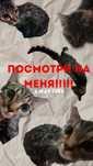 Котенок ищет дом!!