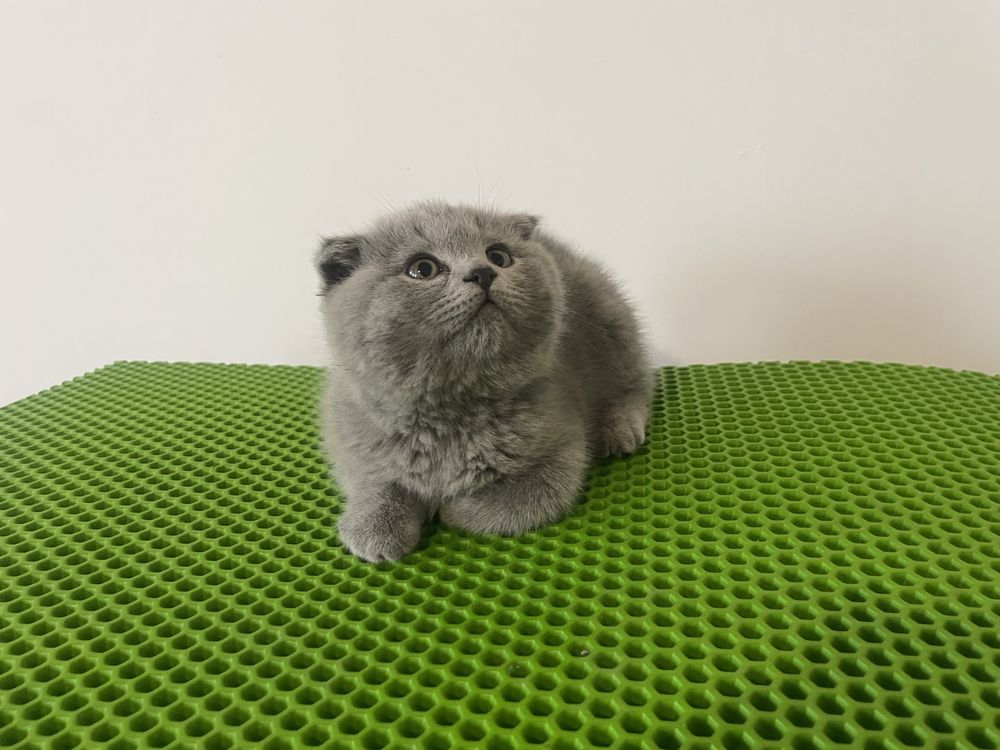 Отдам породистых котят в хорошие руки за символическую цену