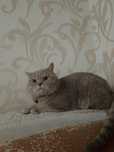 Отдам кота и котёнка