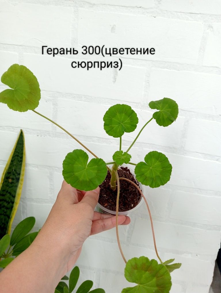Шеффлера, бегония