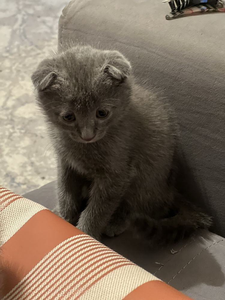 Кошка породистый 2,5мес
