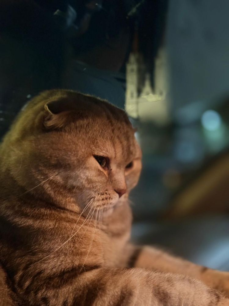 британиский кошка