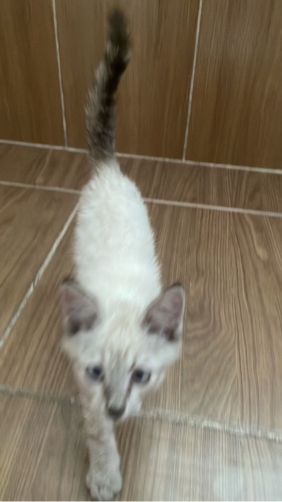 Спочно отдам котенка