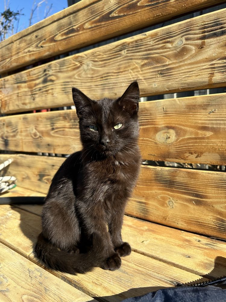 Котята в добрые руки (Кокшетау, Зеренда)