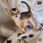 Абиссинские котята