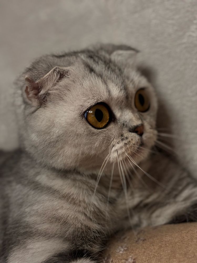 Шотланская вислоухая кошка