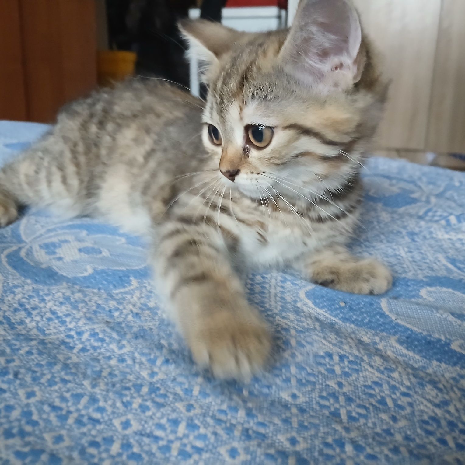 Продам котенка  девочку .